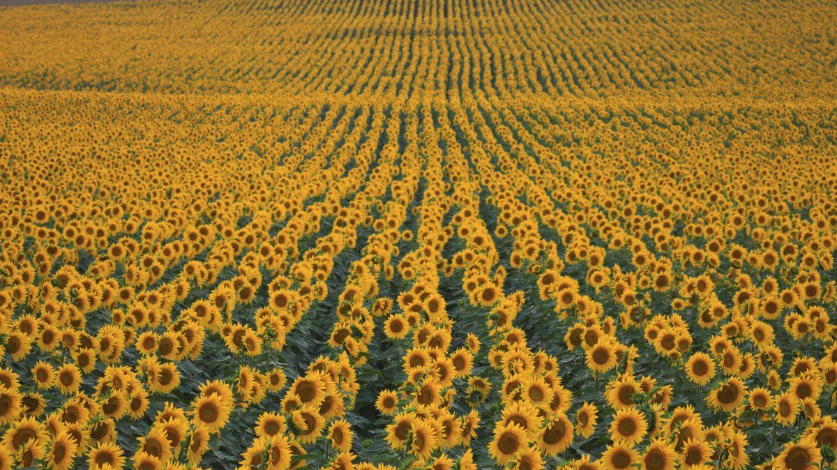 La suba en los precios de los granos hizo que el girasol genere un ingreso de divisas inesperado.&nbsp;