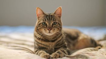 Tinder de gatitos: un refugio creó una novedosa iniciativa para mostrar las mascotas que están en adopción