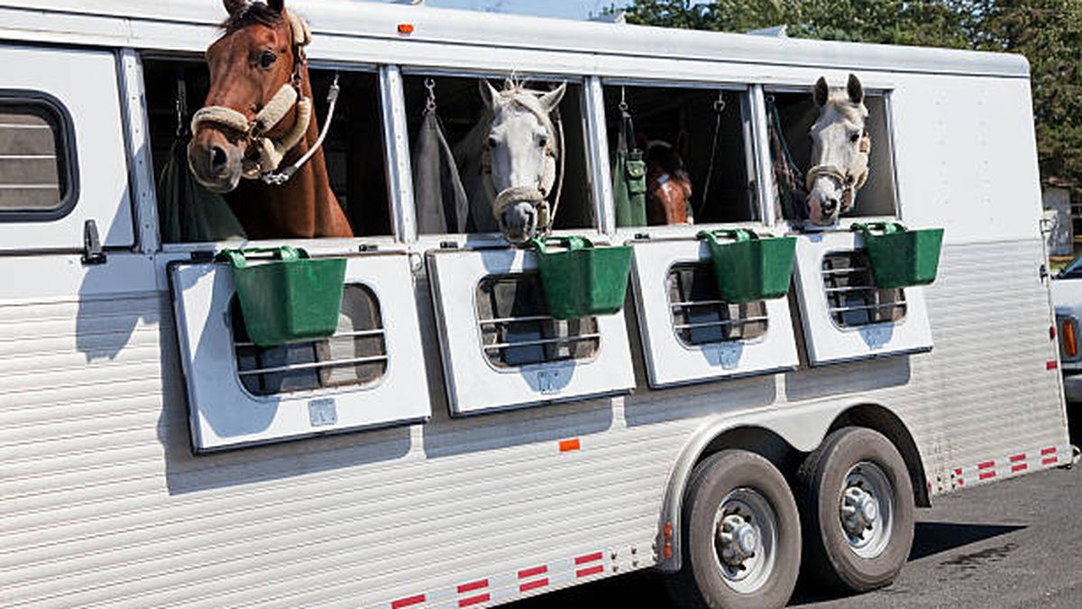 Los organizadores apuestan a una mayor celeridad para el cruce de los caballos por la frontera. (Foto: Istock)