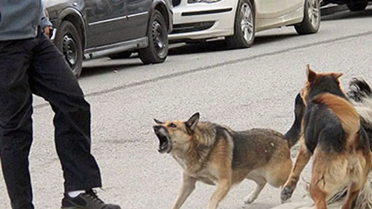 Un nene de 5 años está grave tras ser atacado por una jauría: la denuncia de los vecinos