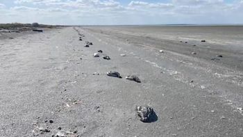 Dudoso: hallaron 7 mil aves muertas en la costa de Crimea