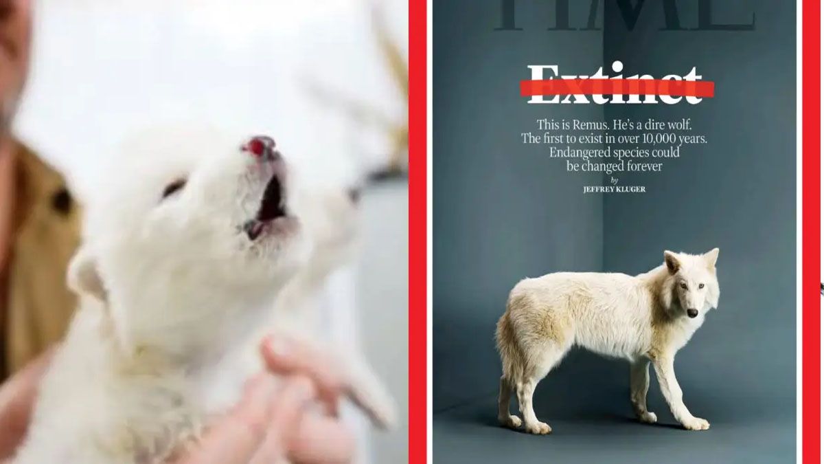 El lobo terrible, volvió a la vida y llegó a la tapa de Time. (Foto: Gentileza TIME) El lobo terrible, volvió a la vida y llegó a la tapa de Time. (Foto: Gentileza TIME)
