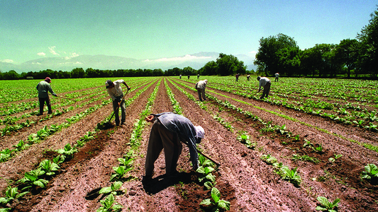 El Senado avanza en el proyecto de Ley para compatibilizar los planes sociales con el trabajo rural temporario