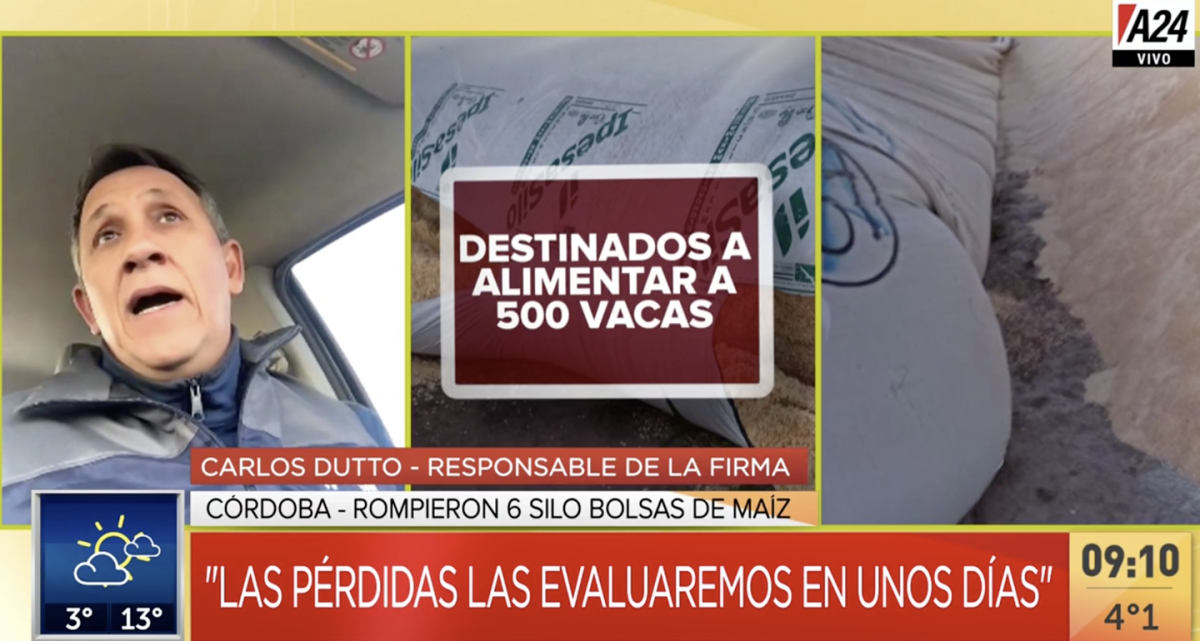 En Córdoba rompieron 6 silo bolsa en los que un tambo guardaba el alimento para sus vacas lecheras
