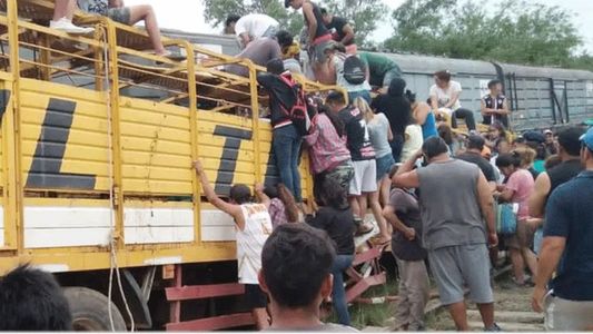 Video: volcó un camión con vacas y las faenaron al costado de la ruta