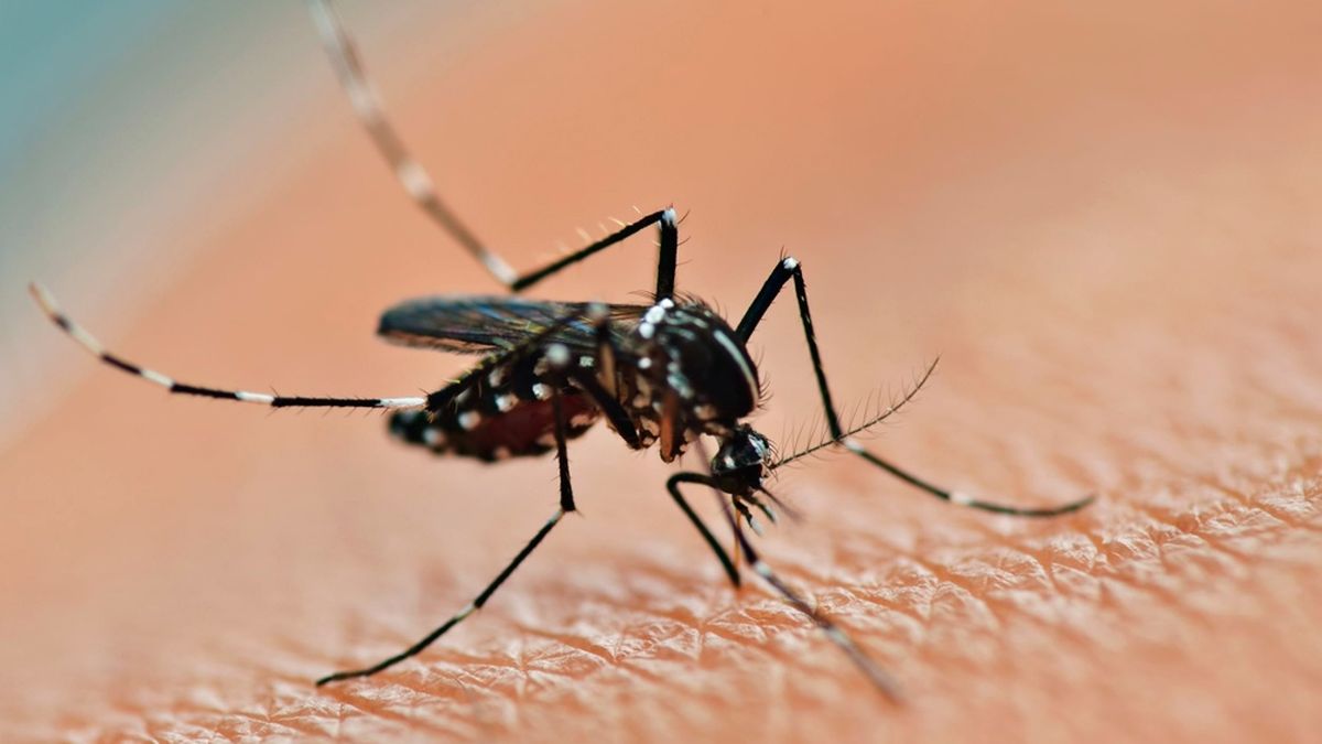 Confirmaron la sexta muerte por dengue en Misiones y hay preocupación por el aumento de casos. (Foto: archivo)