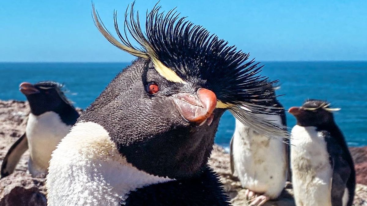La sindicatura valuó en US$ 40.000 a los cuatro pingüinos de penacho amarillo del ex Aquarium de Mar del Plata. (Foto: Parques Nacionales)