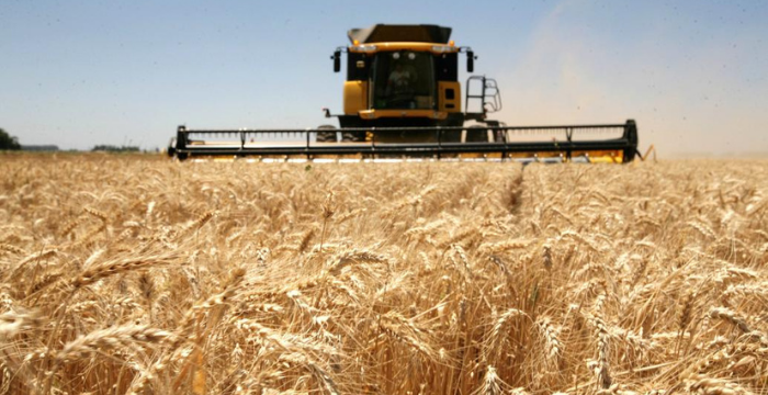 La cosecha de trigo ya alcanza el 80% de la superficie total sembrada a nivel nacional