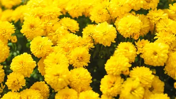 Día de la Primavera: por qué se regalan flores amarillas el 21 de septiembre