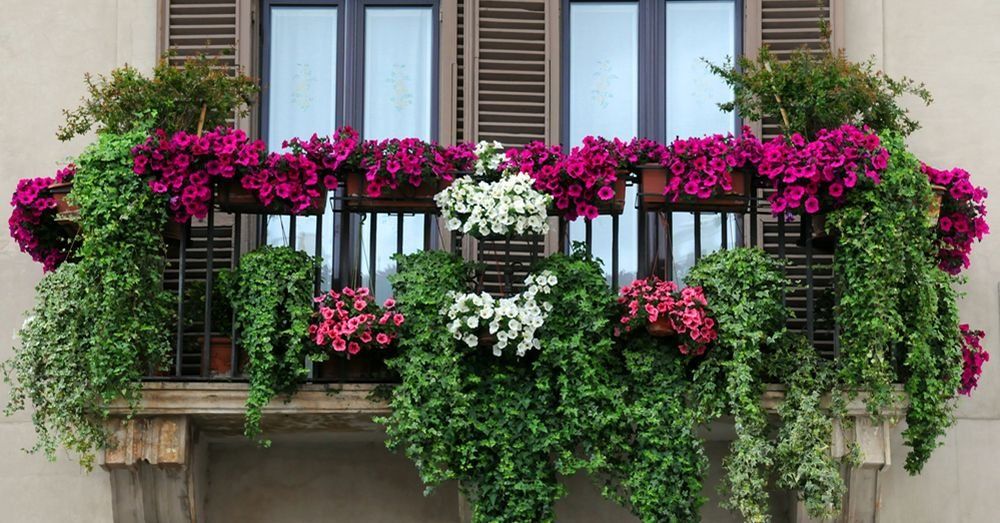 Plantas para balcón: ¿Cómo cuidarlas?