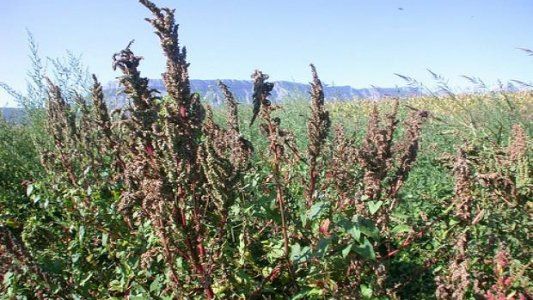 Agrofina abre las puertas para mostrar sus soluciones en malezas resistentes