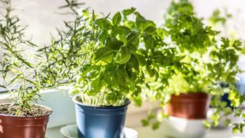 Descubrí cómo cuidar tus plantas con este truco casero para mantenerlas siempre sanas