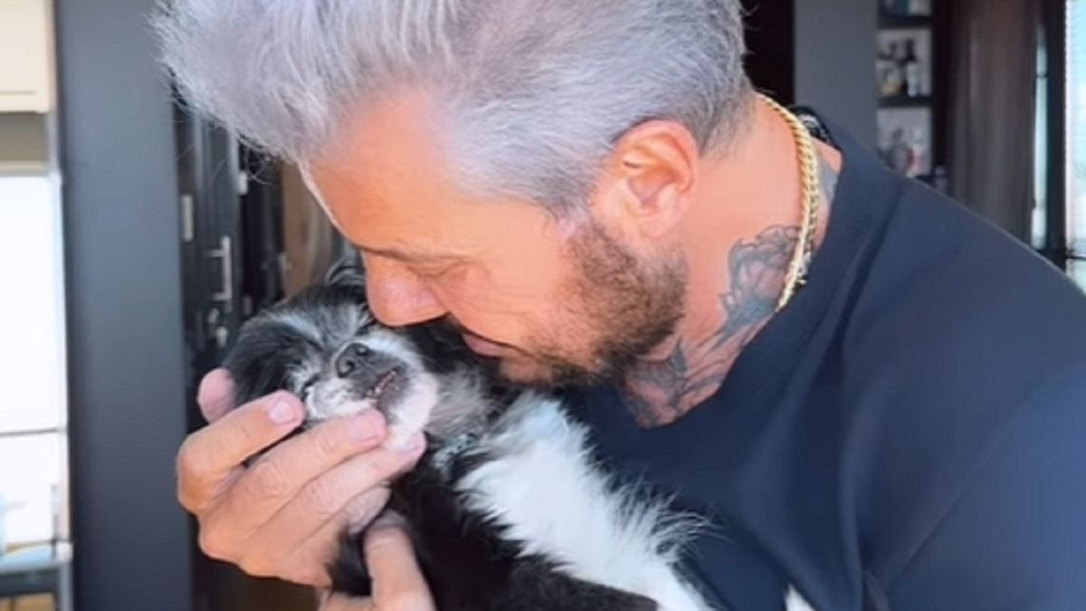 Los videos con la dolorosa despedida de Marcelo Tinelli a su perrita París: Volá alto