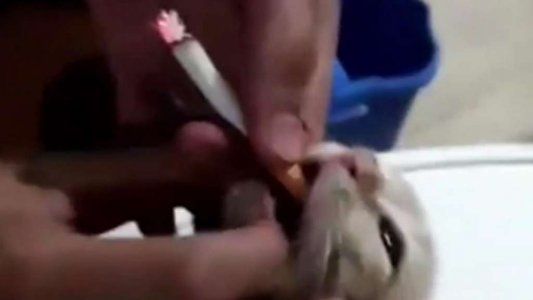 Unos jóvenes maltratan a un gato metiéndole un cigarrillo encendido en la boca