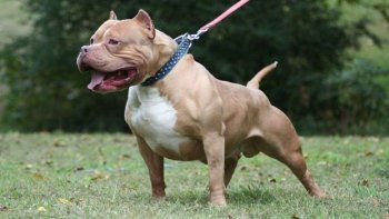 Un joven con síndrome de down fue asesinado por su perro pitbull