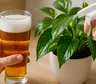 El truco viral de la cerveza para el potus: cómo aplicarlo y qué beneficios promete