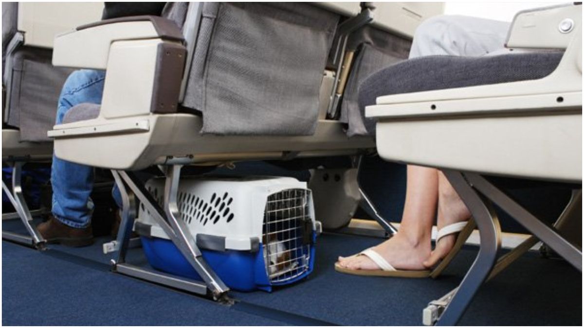 &nbsp;Estados Unidos prohibirá la entrada de perros provenientes de más de 100 países