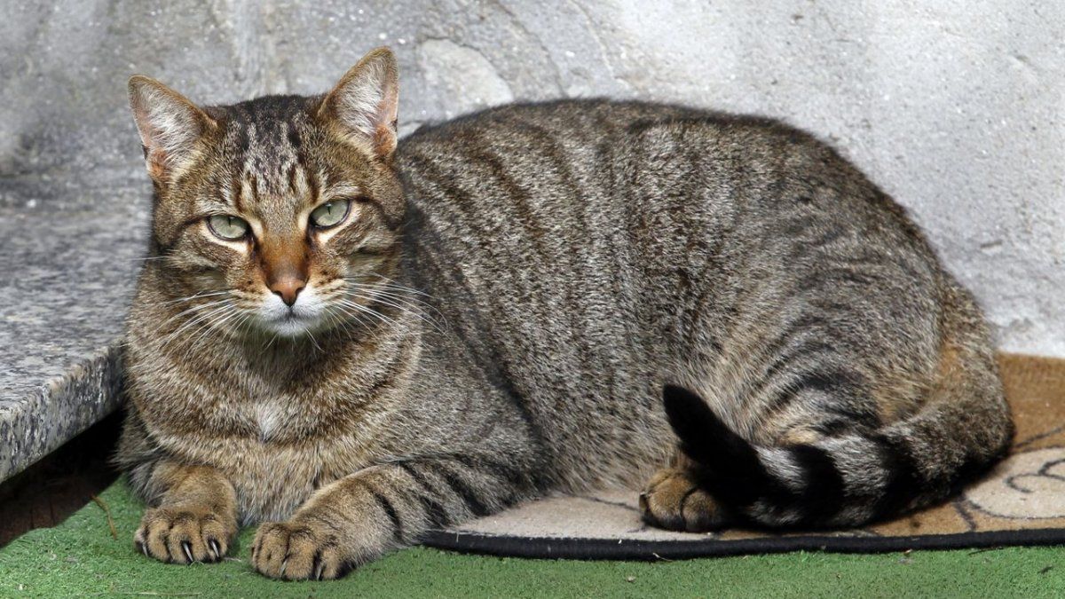 Una mujer de 33 años murió de rabia humana después de ser mordida por un felino no doméstico.&nbsp;