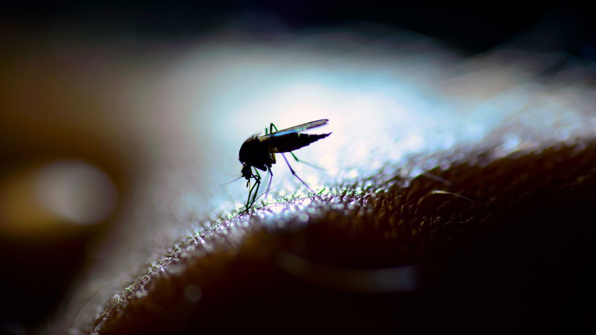 El molesto zumbido de los mosquitos en plena noche no es casual: hay una explicación científica.