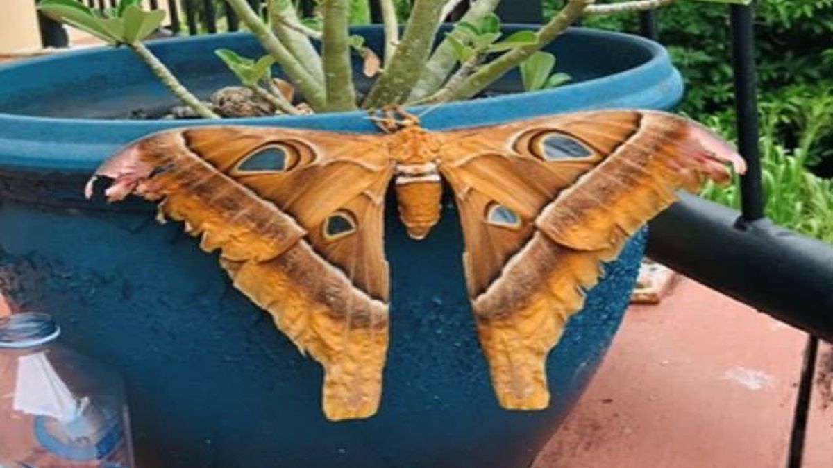 El museo de Queensland explicó que estos insectos en edad adulta no se alimentan y tienen una vida corta.
