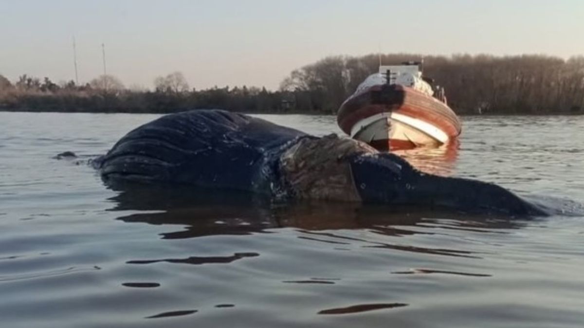 Conmoción en Zárate: apareció una ballena en el río Paraná y creen que agoniza