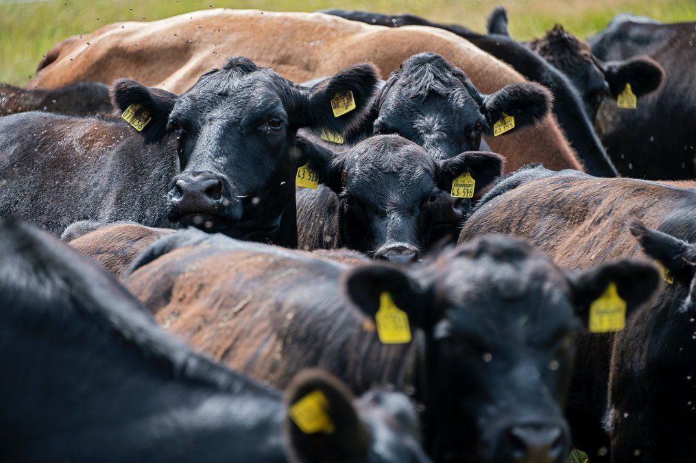 En Rosgan advierten por la necesidad de los productores de enviar a faena a las vacas que hoy no encuentran mercado.