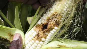 Las plagas que destruyen los cultivos pueden avanzar a medida que el calentamiento global del planeta facilita su arribo a las zonas frías, templadas y subtropicales, alerta un nuevo estudio de la FAO. Foto: Edward Ogolla/FAO Las plagas que destruyen los cultivos pueden avanzar a medida que el calentamiento global del planeta facilita su arribo a las zonas frías, templadas y subtropicales, alerta un nuevo estudio de la FAO. Foto: Edward Ogolla/FAO