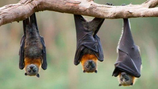 Tres de cada cuatro enfermedades infecciosas emergentes se originan en animales