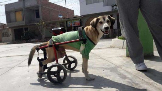 Le robaron la silla de ruedas a un perro discapacitado y ahora piden ayuda por Facebook