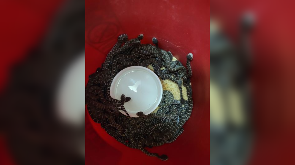 Wolf explicó que luego de hacer otras dos visitas recuperaron otras siete serpientes, por lo que sospecha que eso no es todo. Dado que los cimientos de la casa están construidos alrededor de piedras, esos animales 