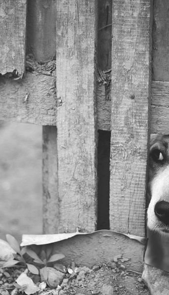 Adopción de perros: 4 consejos a tener en cuenta