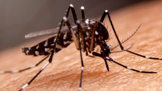 El plan del estado de Florida para eliminar el dengue