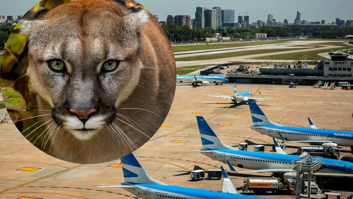 Un puma fue visto cerca de aeroparque. (Foto:gentileza El Cronista)