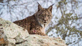 Buscan a un cazador que mató a un lince que estaba amamantando a sus cuatro crías