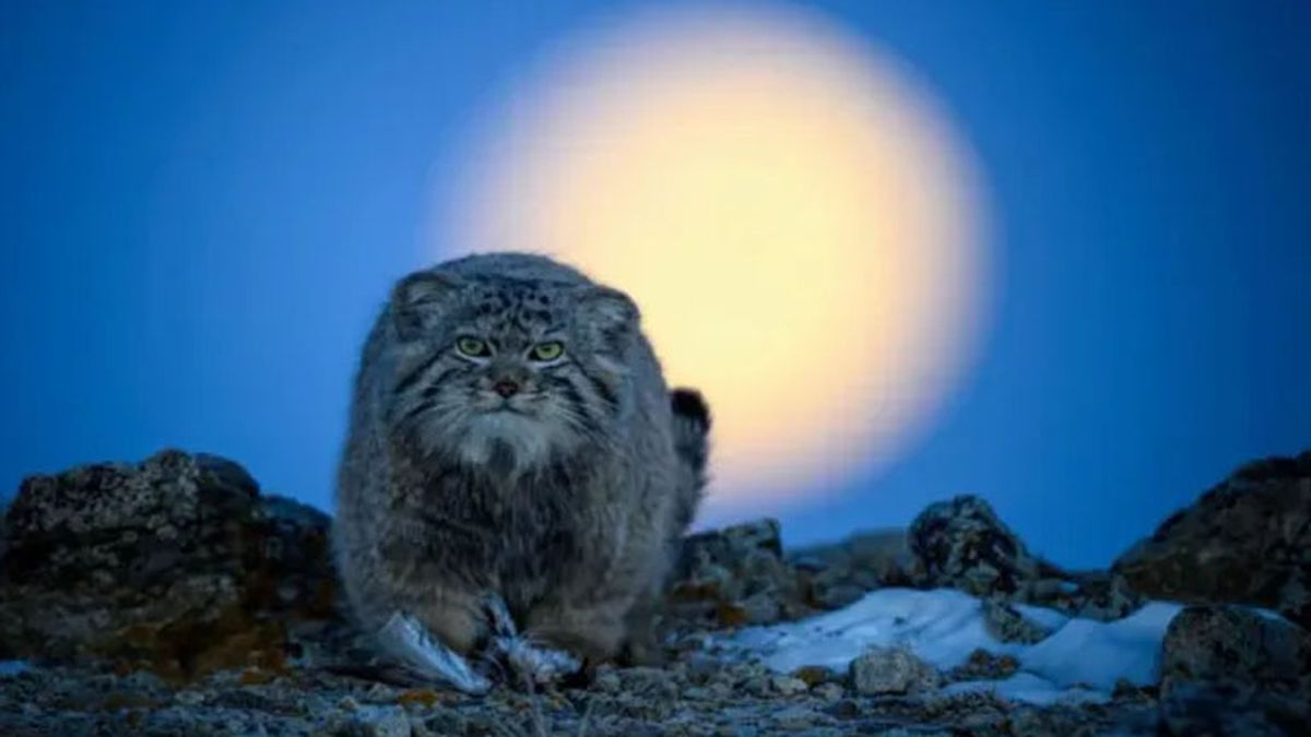 (Foto: Gentileza Wildlife Photographer of the Year) (Foto: Gentileza Wildlife Photographer of the Year)