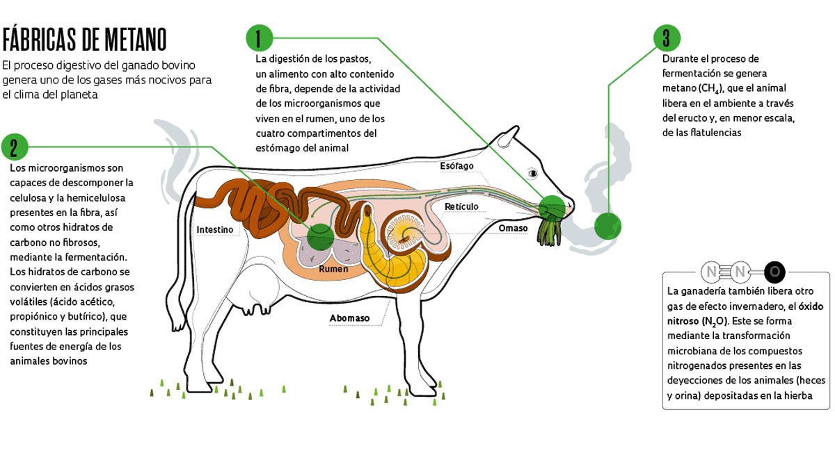 El ganado, una "f&aacute;brica" del gas metano (Foto: gentileza El Espa&ntilde;ol).