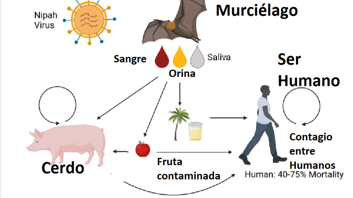  El murciélago puede contagiar el virus de Nipah con su saliva, la sangre o la orina y llegar hasta el ser humano. (Foto, Gentileza Cometé de Vacunas de AEP)  