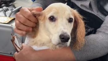 La otra cara de las inundaciones en Brasil: el desesperado rescate de las mascotas atrapadas en el agua