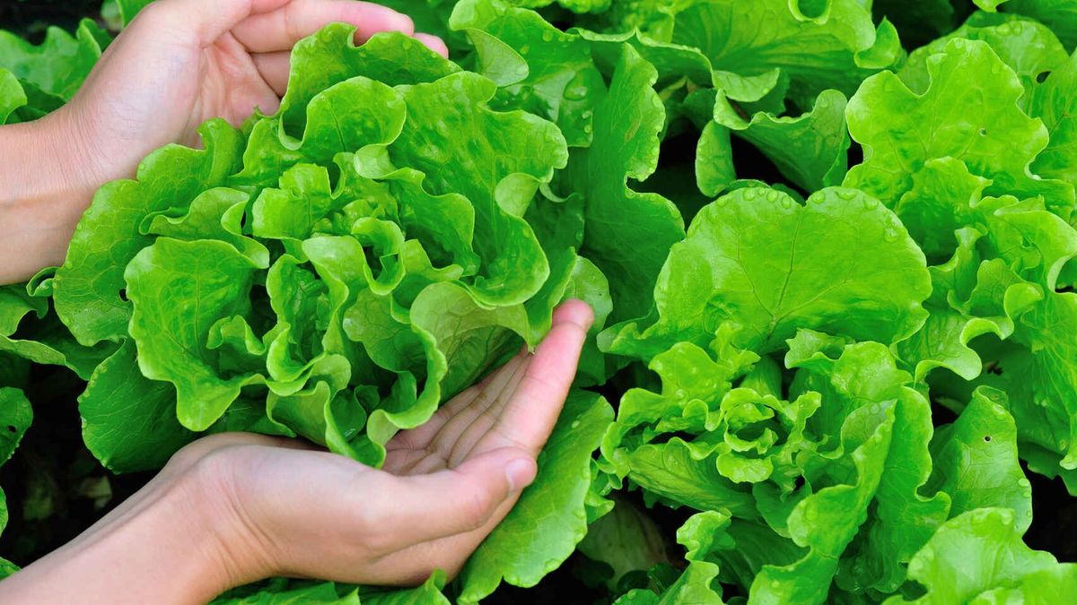 La lechuga aumento un 72,7% en febrero.