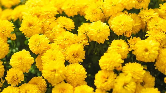 Día de la Primavera: por qué se regalan flores amarillas el 21 de septiembre