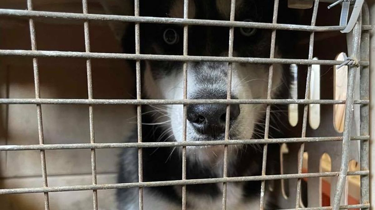 Animales que habrían prestado servicio a las Fuerzas Armadas de Estados Unidos quedaron varadas en Afganistán 
