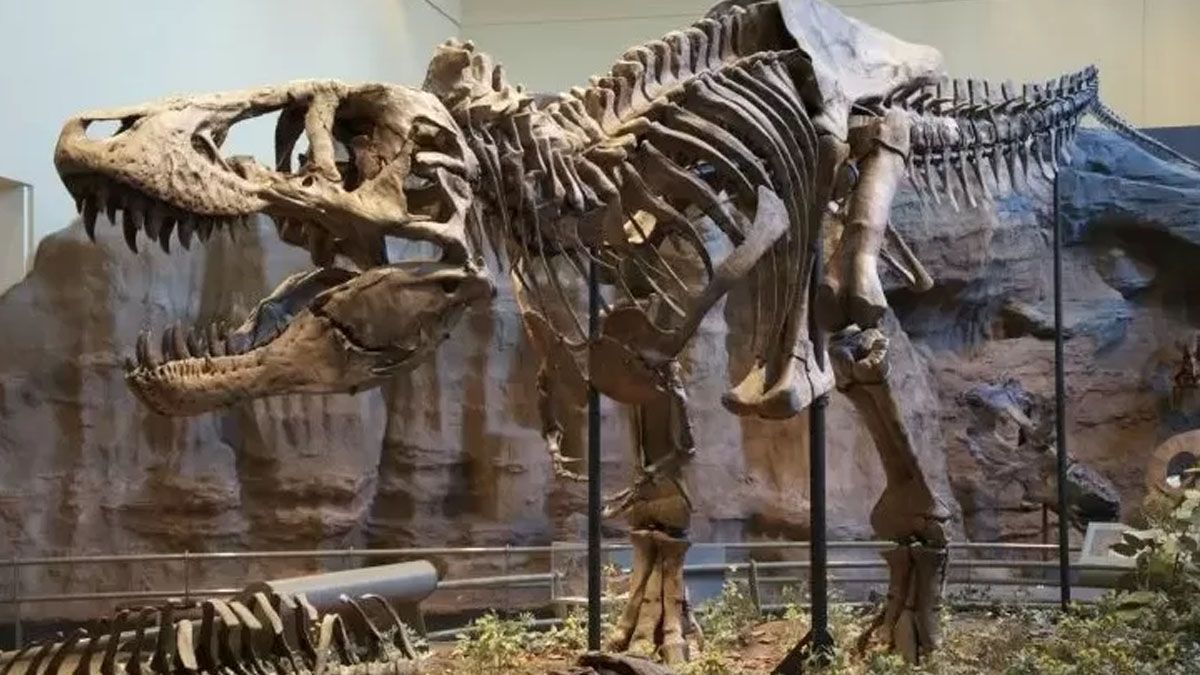El cocodrilo feroz patagónico. Su esqueleto casi completo. (Foto: Gentileza PLOSOne)