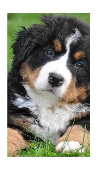 Todas las razas de perro. ¿Ya las conocías?