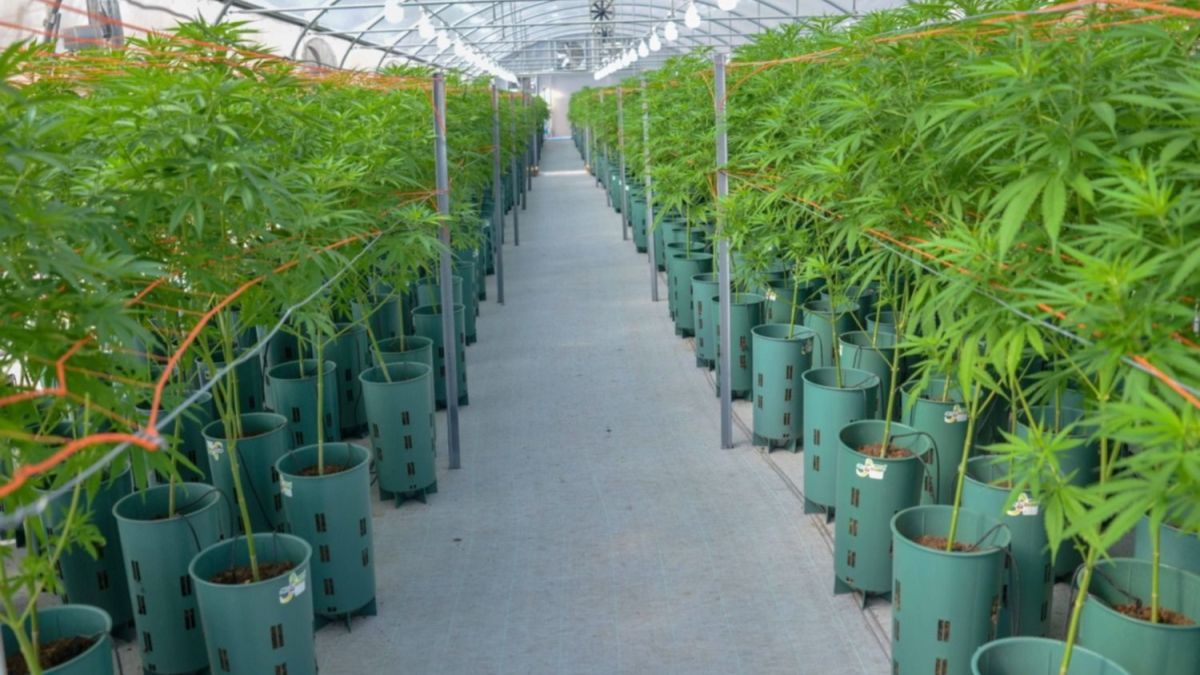 A24.com dialogó con el coordinador del Programa Nacional para el Estudio y la Investigación del Uso Medicinal de la Planta de Cannabis. (Foto: Télam)