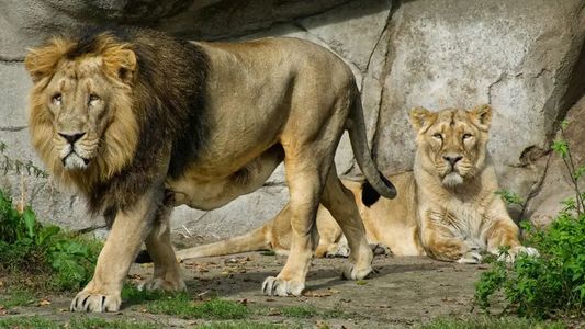 Un zoológico propone donar a mascotas que estén por morir, aunque para un cruento propósito