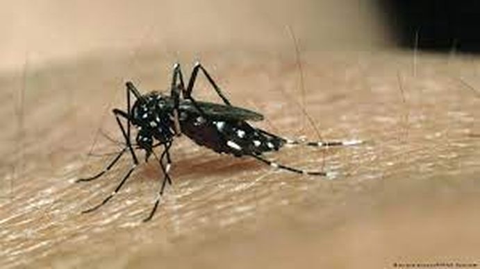 Invasión de mosquitos: el Gobierno porteño reforzó la desinsectación en 29 parques, plazas y espacios verdes