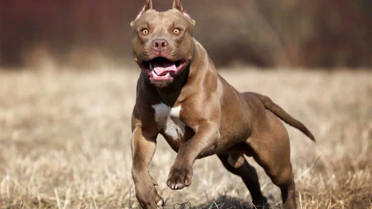 Dos niños fueron atacados por un pitbull en el norte de la ciudad de Santa Fe. (Foto: archivo)