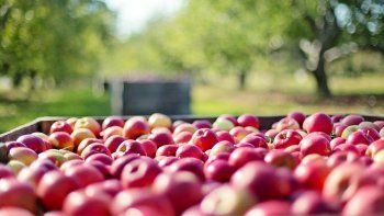 Precios: se achicó la brecha entre productor y consumidor