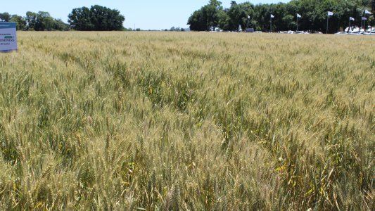 Trigo HB4: una tecnología disruptiva que propone transformar el temor en oportunidad de crecimiento