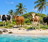 En 1871, un granjero abandonó 5 vacas en una isla remota: 130 años después, los científicos analizaron su ADN y quedaron paralizados